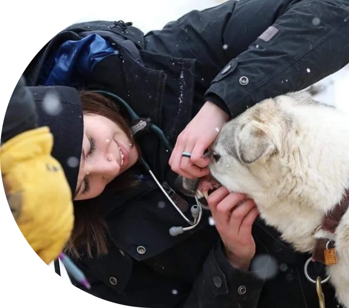 Vet caring for an animal